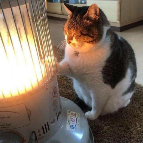إبعاد القطة عن التدفئة الكهربائية